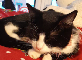 Female black and white cat called star