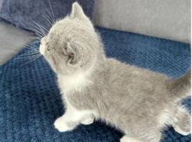 High-End British Shorthair Kittens &ndash; From Award-Winning Lines