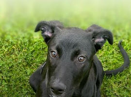 Lurcher