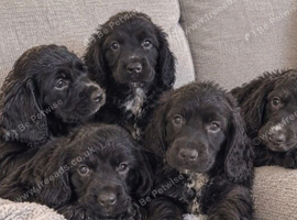Cocker spaniel puppies