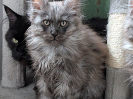 Tica pedigree male kitten