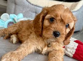 One Adorable miniature F1 red Cavapoo male