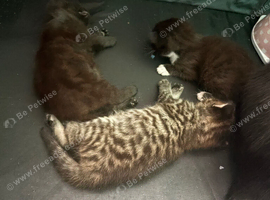 Kittens for sale