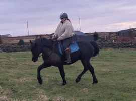 Welsh cob stallion