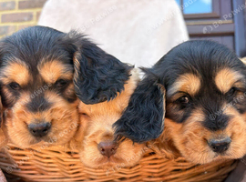 Stunning show type cocker spaniel puppies