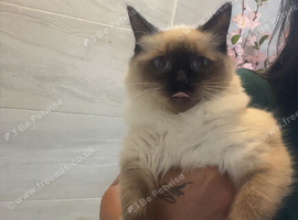 Ragdoll kitten for sell