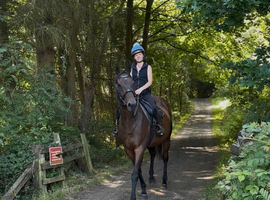 16.1hh bay mare