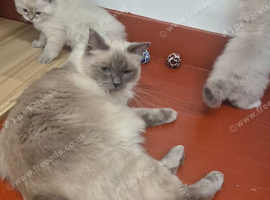 Pedigree Ragdoll kittens