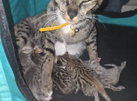 STUNNING SILVER & SPOTTED SAVANNAH X BENGAL KITTENS