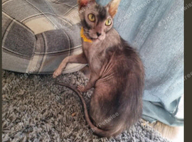 2 year lykoi girl