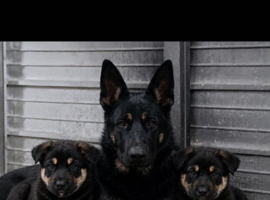 Cute german sherpard puppies