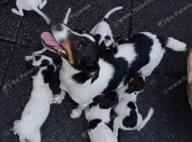 Jack russell