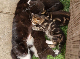 Black and white female kitten