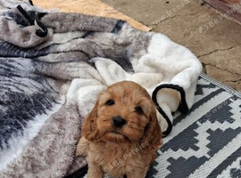 3 beautiful babies left still looking for forever homes