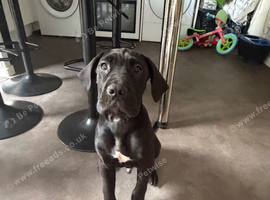 cane corso/ neopolition mastiff