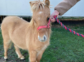 Miniature shetland Registered colt foal