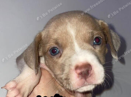 Staffy x vizla