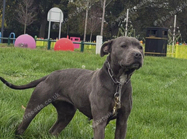 Staffordshire Bull Terrier
