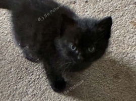 9 week old kittens