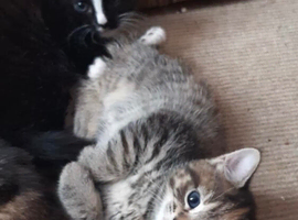 Gorgeous Litter of 4 Kittens Looking for Families