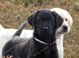 8 weeks puppies Labrador retrievers