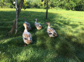Welsh harlequin drakes & hatching eggs