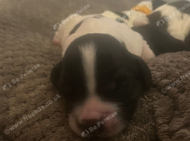 Last boy available