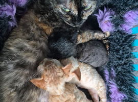 Beautiful FIFe Registered Devon Rex Boys &ndash; Inky cosmic princess's Final Litter