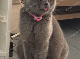 Queen to be retired - BSH