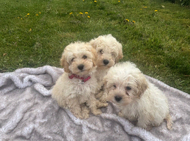 Cockapoo Puppys for sale