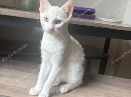 Kitten roughly 6/7 months