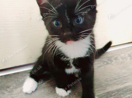 2 kittens bombay cross