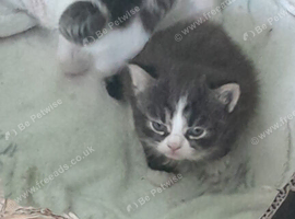 3 kittens for sale