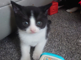 2 beautiful black & white kittens