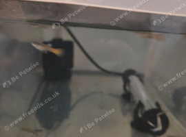 Male and female guppys for sale
