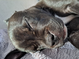 Last female staffy