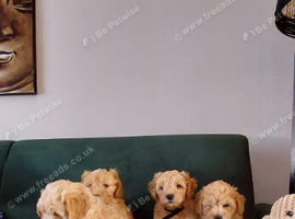 Maltipoo ready to leave this week!