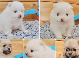 White and sable Pomeranian puppies