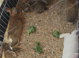 Baby bunnies looking for forever homes
