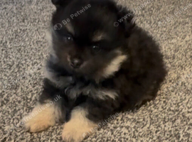 Girl Pom puppy