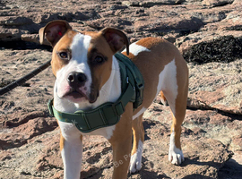 American Bulldog pup 6 months old