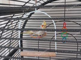 2 female cockateils and cage