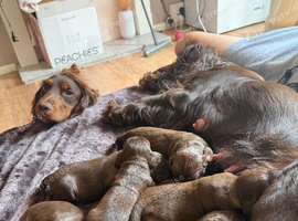 3 Beautiful cocker spaniel male puppy&rsquo;s.