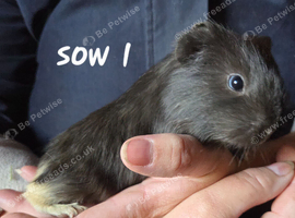 Beautiful female guinea pigs