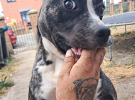 Female American bulldog cross staffie