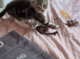10 week old female kitten