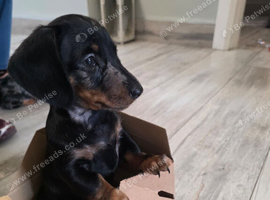 2 smooth dachshunds pups