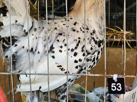 Pure Breed Poultry