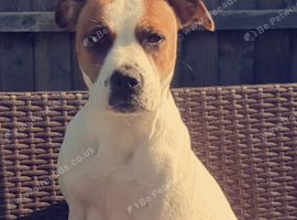 9 puppies ready on 11th of November