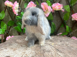Mini lop bunnies for sale
